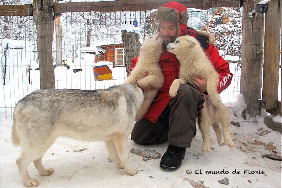 Paseo en trineo de nieve tirado por perros de Hugo Flores
