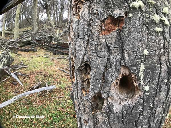 arboles de ushuaia trekking