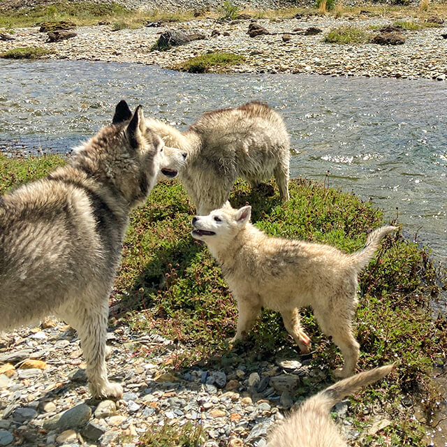 Mini trekking con perros siberianos en ushuaia