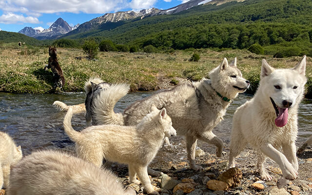 a los perros siberianos les encanta bañarse en el Rio Lasifashaj